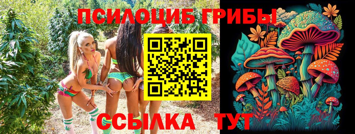 Псилоцибиновые грибы Psilocybine cubensis Северск